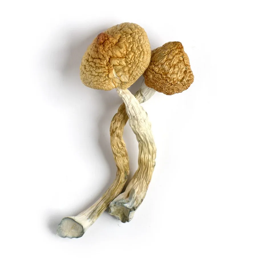 1 dried magic mushroom review