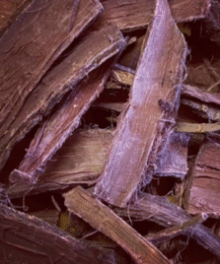 Buy Mimosa Hostilis Root Bark Whole