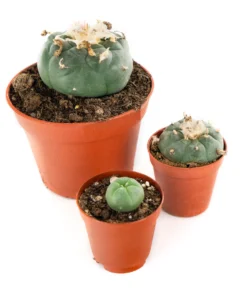 Buy Peyote Cactus Lophophora Willamsii