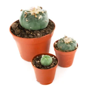 Buy Peyote Cactus Lophophora Willamsii