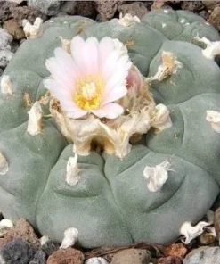 Buy Peyote Cactus (Lophophora Willamsii)