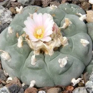 Buy Peyote Cactus (Lophophora Willamsii)