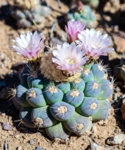Buy Peyote Cactus (Lophophora Willamsii)