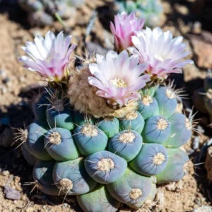 Buy Peyote Cactus (Lophophora Willamsii)