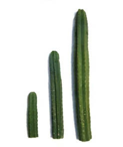 Buy San Pedro Cactus