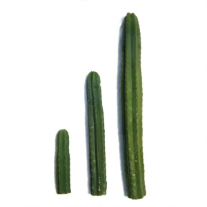 Buy San Pedro Cactus