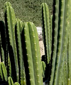 Buy San Pedro Cactus