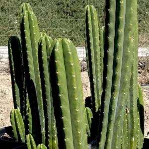 Buy San Pedro Cactus