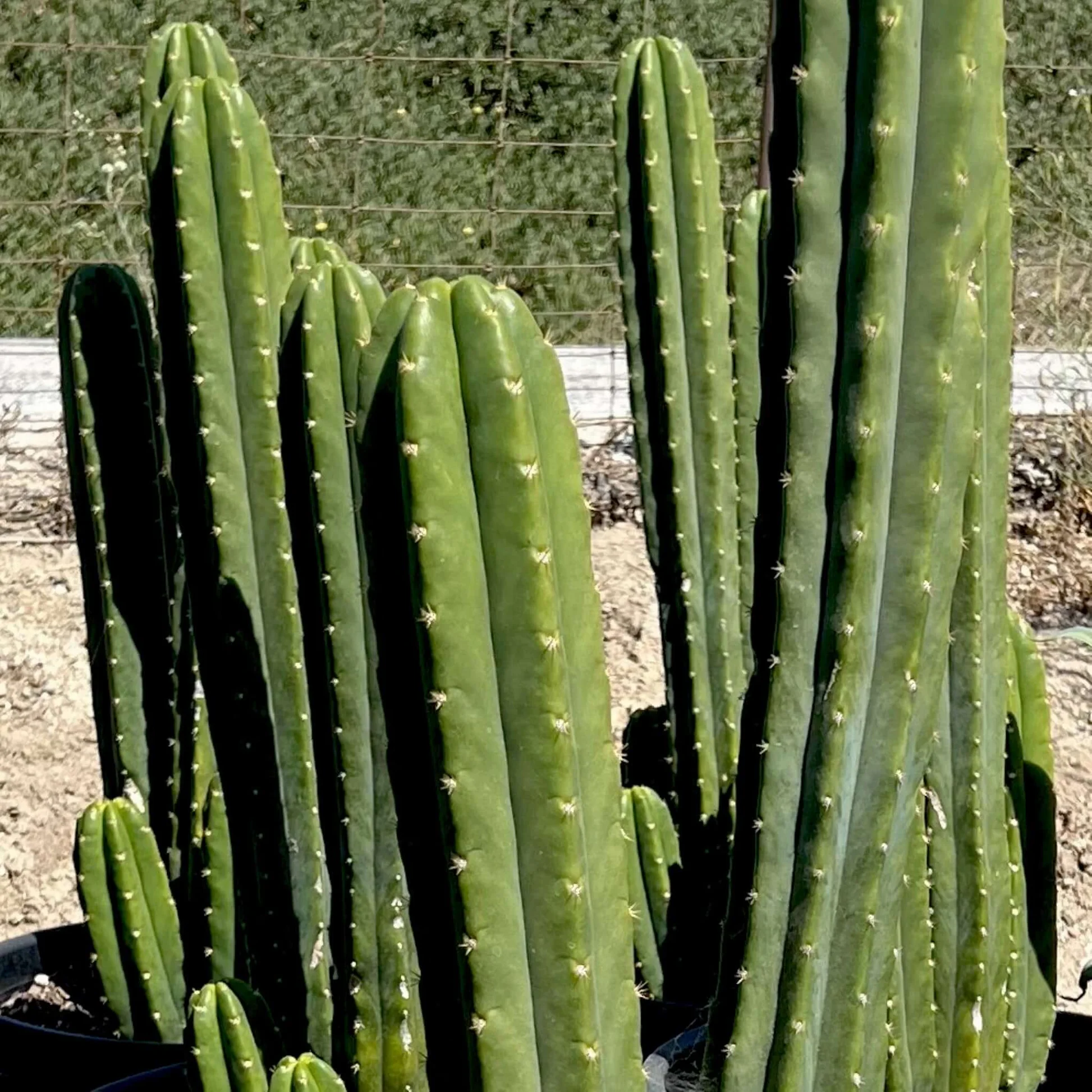 Buy San Pedro Cactus