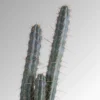 Buy Peruvian Torch cactus (Trichocereus Peruviana)