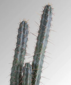 Buy Peruvian Torch cactus (Trichocereus Peruviana)