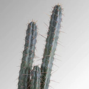 Buy Peruvian Torch cactus (Trichocereus Peruviana)