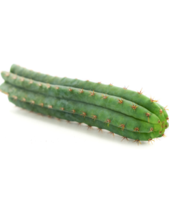 Buy Peruvian Torch cactus (Trichocereus Peruviana)