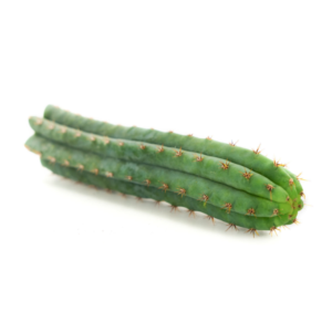 Buy Peruvian Torch cactus (Trichocereus Peruviana)