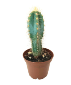 Buy Peruvian Torch cactus (Trichocereus Peruviana)