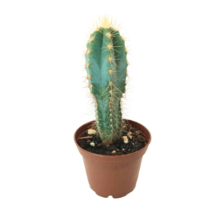 Buy Peruvian Torch cactus (Trichocereus Peruviana)