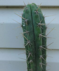 Buy Peruvian Torch cactus (Trichocereus Peruviana)