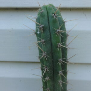 Buy Peruvian Torch cactus (Trichocereus Peruviana)