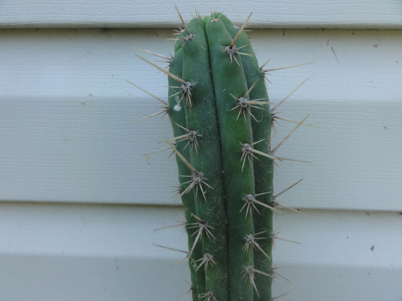 Buy Peruvian Torch cactus (Trichocereus Peruviana)