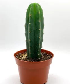 San-Pedro-cactus-Trichocereus-pachanoi