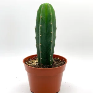 San-Pedro-cactus-Trichocereus-pachanoi