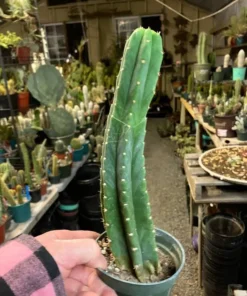San Pedro cactus (Trichocereus pachanoi)