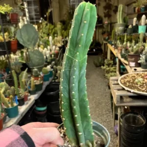 San Pedro cactus (Trichocereus pachanoi)