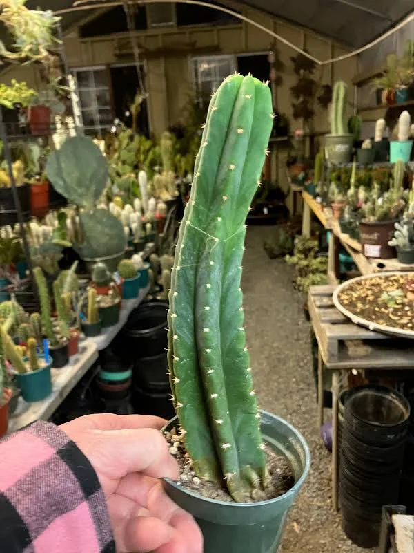 San Pedro cactus (Trichocereus pachanoi)