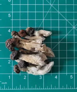 Buy Blue Meanie Mushrooms