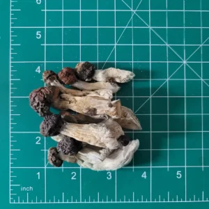 Buy Blue Meanie Mushrooms