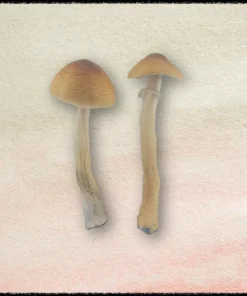 Buy Blue Meanie Mushrooms