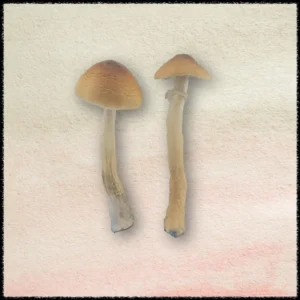 Buy Blue Meanie Mushrooms