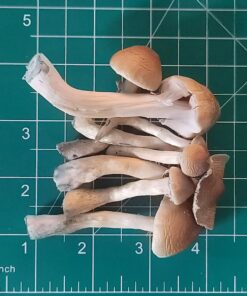 Buy Blue Meanie Mushrooms
