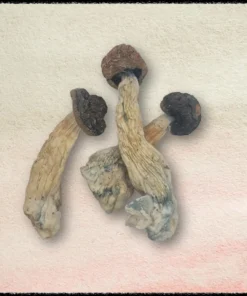 Buy Blue Meanie Mushrooms