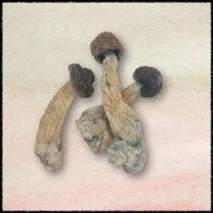 Buy Blue Meanie Mushrooms