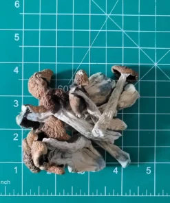 Buy Golden Teacher Mushroom