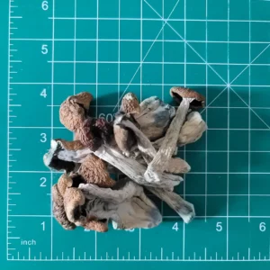 Buy Golden Teacher Mushroom