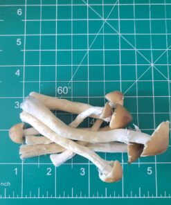 Buy Golden Teacher Mushroom