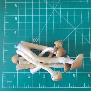 Buy Golden Teacher Mushroom