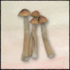 Buy Golden Teacher Mushrooms