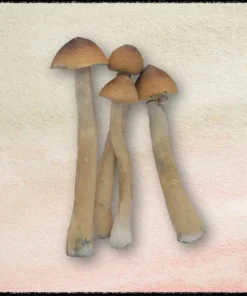 Buy Golden Teacher Mushrooms