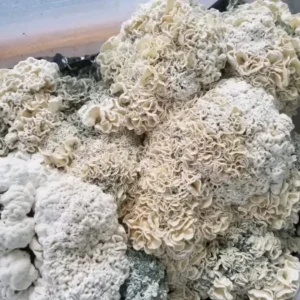 Buy Enigma Magic Mushrooms