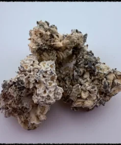 Buy Enigma Magic Mushrooms