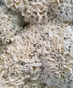 Buy Enigma Magic Mushrooms