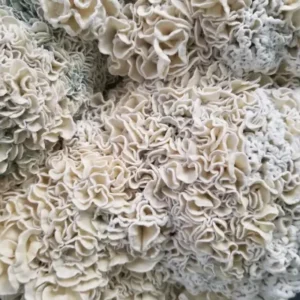 Buy Enigma Magic Mushrooms