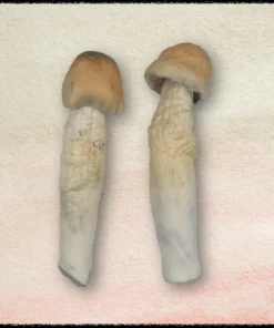 Buy Penis Envy Mushrooms