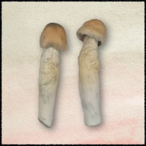 Buy Penis Envy Mushrooms