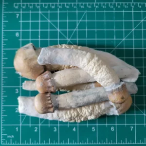 Buy Penis Envy Mushroom freeze dried