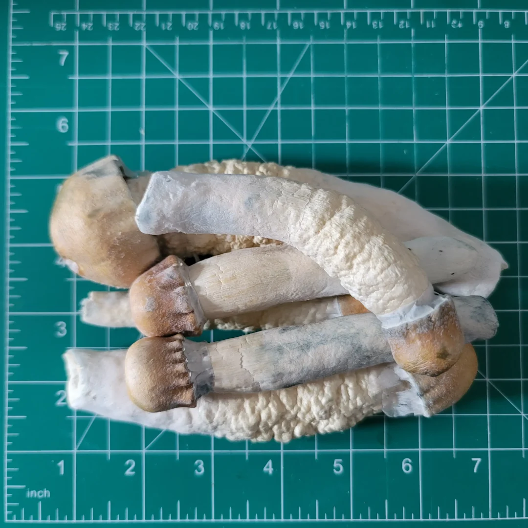 Buy Penis Envy Mushroom freeze dried