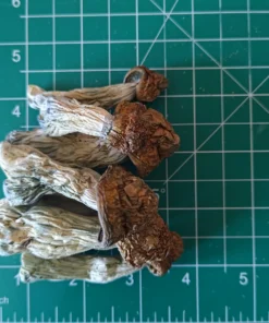 Buy dried Penis Envy Mushroom